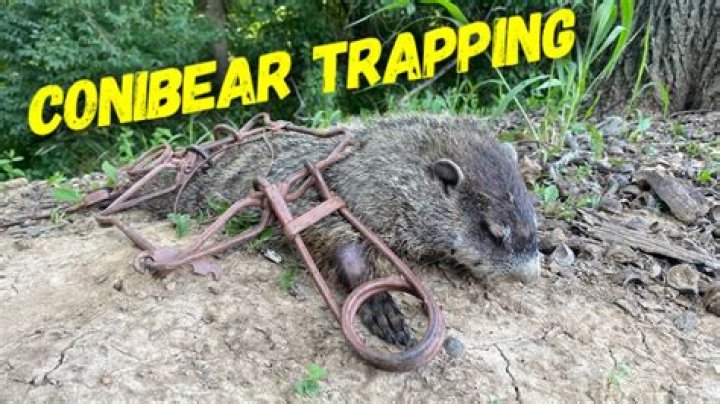 How do you catch woodchucks
