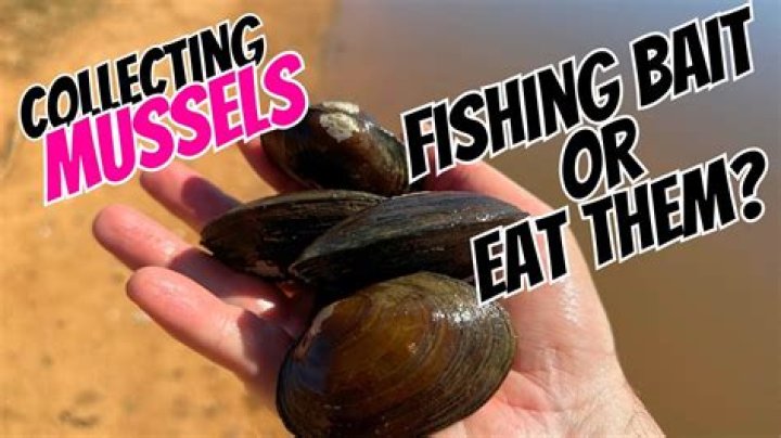 How do you collect mussels