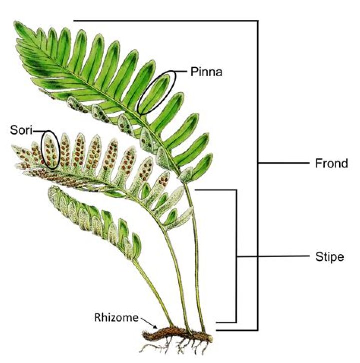 How do you condition ferns