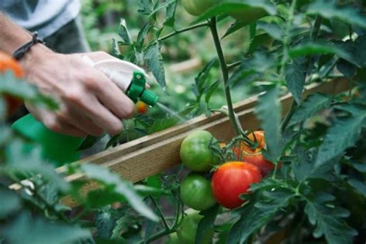 How do you control tomato thrips