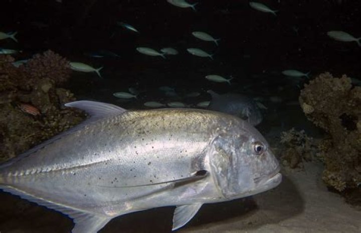 How do you cook Papio fish