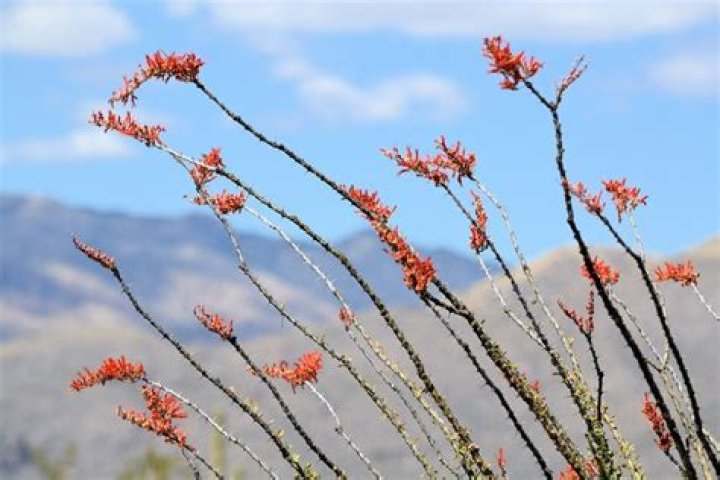How do you cut an ocotillo