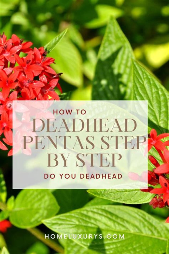 How do you deadhead plants