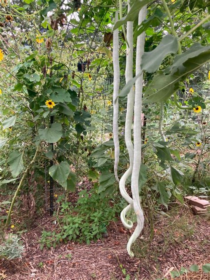 How do you dry snake gourds