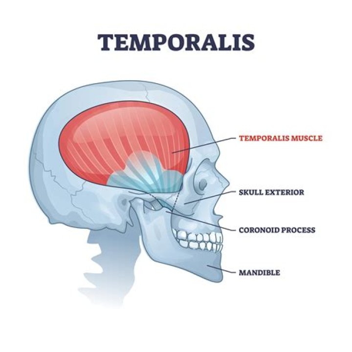 How do you exercise your temporalis muscle