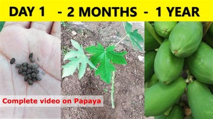 How do you germinate papaya seeds
