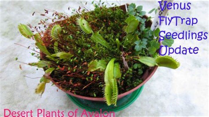 How do you germinate Venus Fly Trap seeds