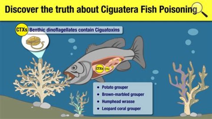 How do you get ciguatera