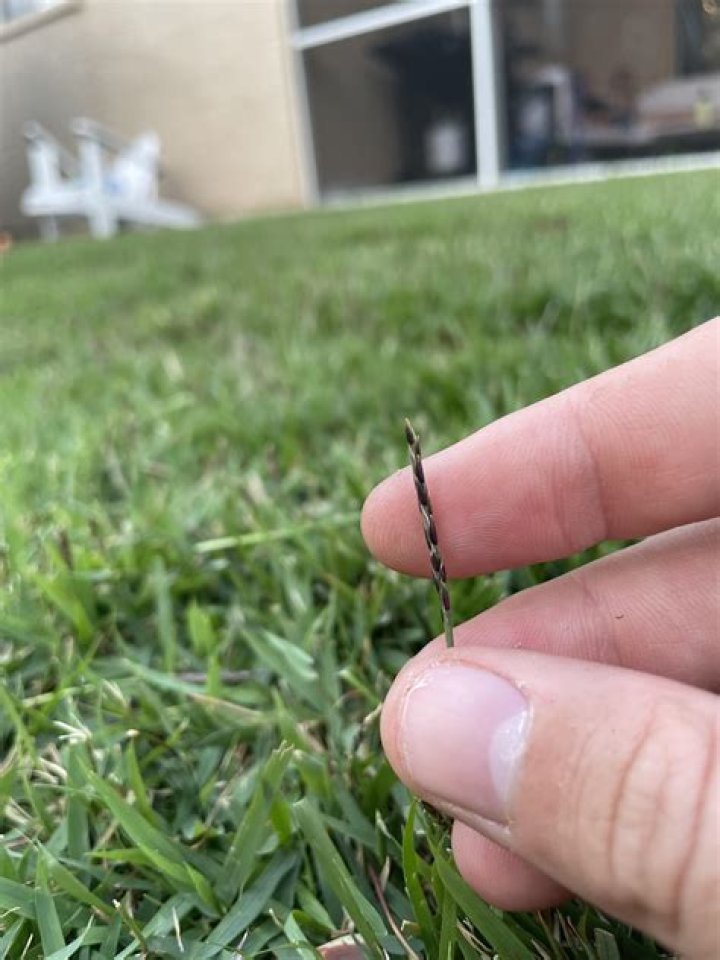 How do you get rid of clover in Zoysia grass
