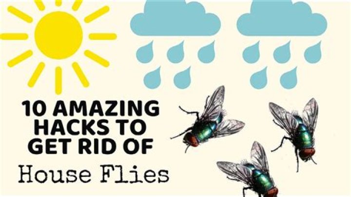 How do you get rid of flies in rainy season