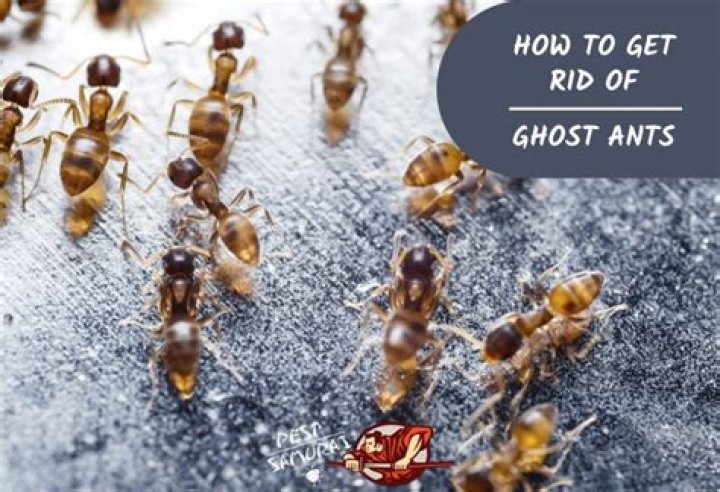 How do you get rid of ghost ants in Florida