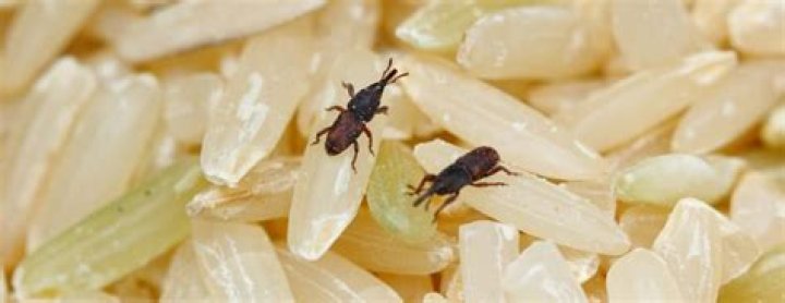 How do you get rid of weevils in bird seed
