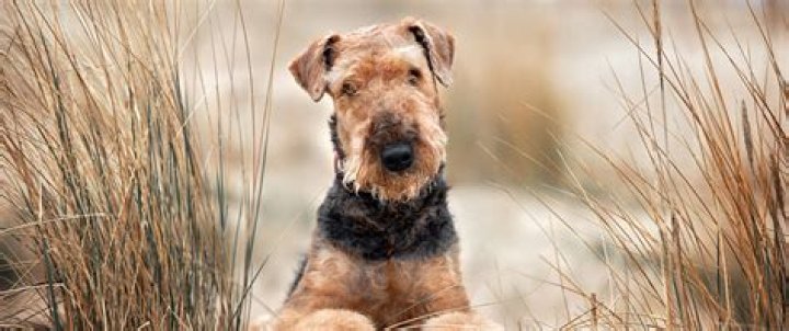 How do you groom an Airedoodle