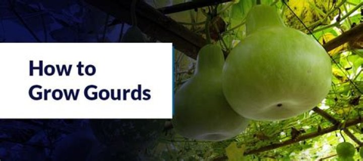 How do you grow ash gourds