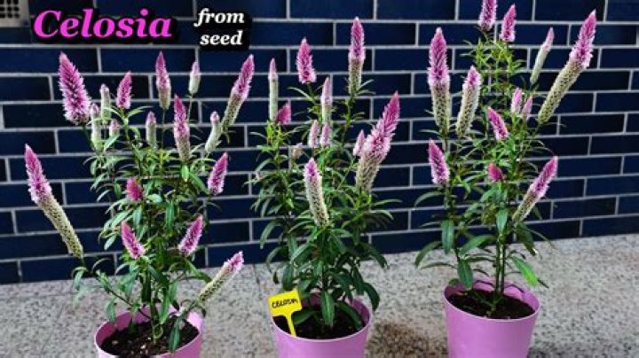 How do you grow celosia plumosa