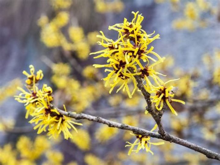 How do you grow Chinese witch hazel