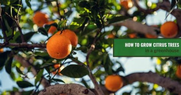 How do you grow citrus trees in Houston