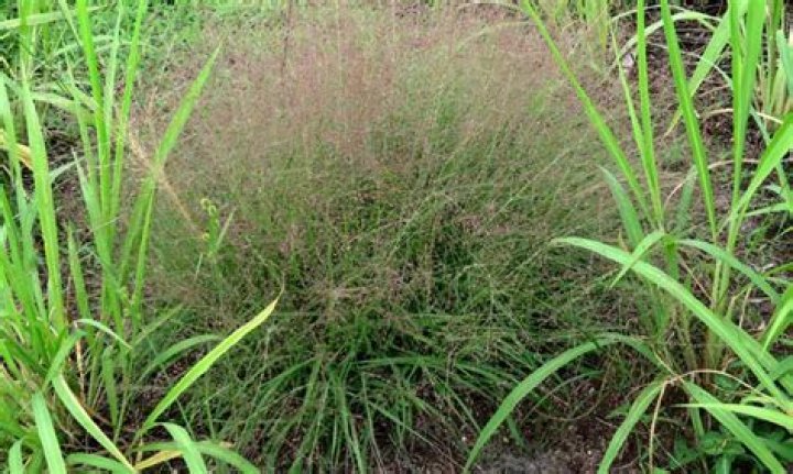 How do you grow Eragrostis