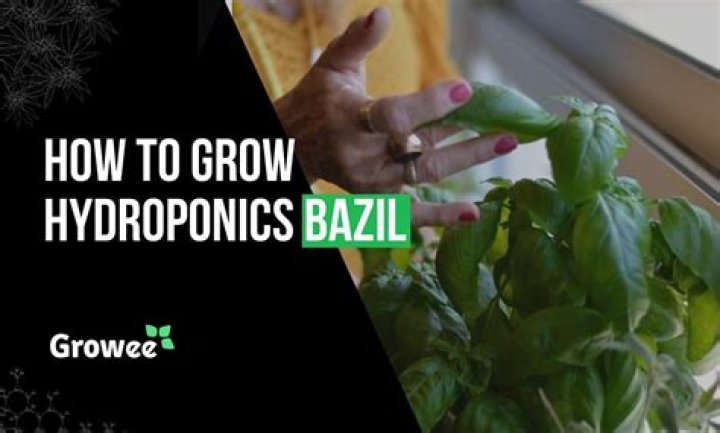 How do you grow hydroponic basil