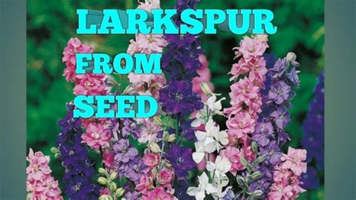 How do you grow Larkspur giant Imperial
