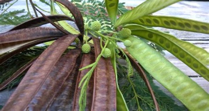 How do you grow Leucaena