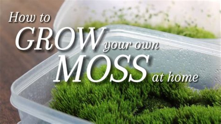How do you grow moss in a frame