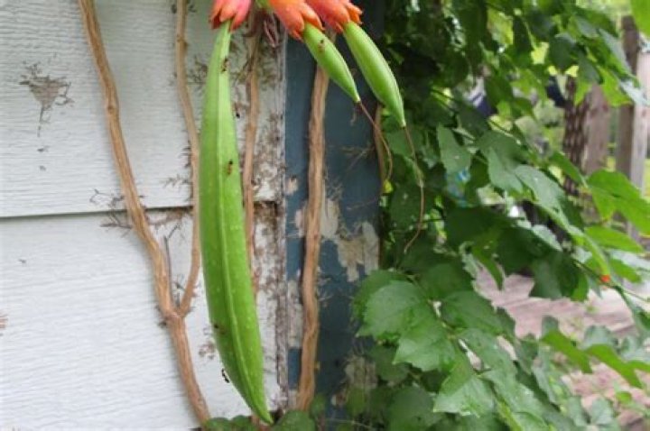 How do you grow trumpet vines from seed pods