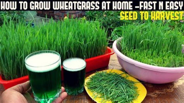 How do you grow wheatgrass