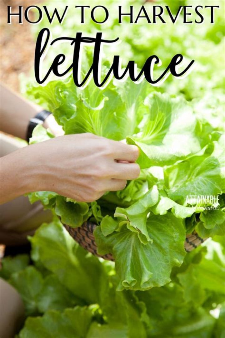 How do you harvest a lettuce bowl