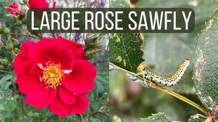 How do you kill a large rose sawfly