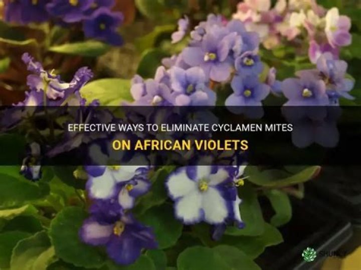 How do you kill cyclamen mites on African violets