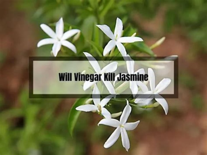 How do you kill jasmine NZ