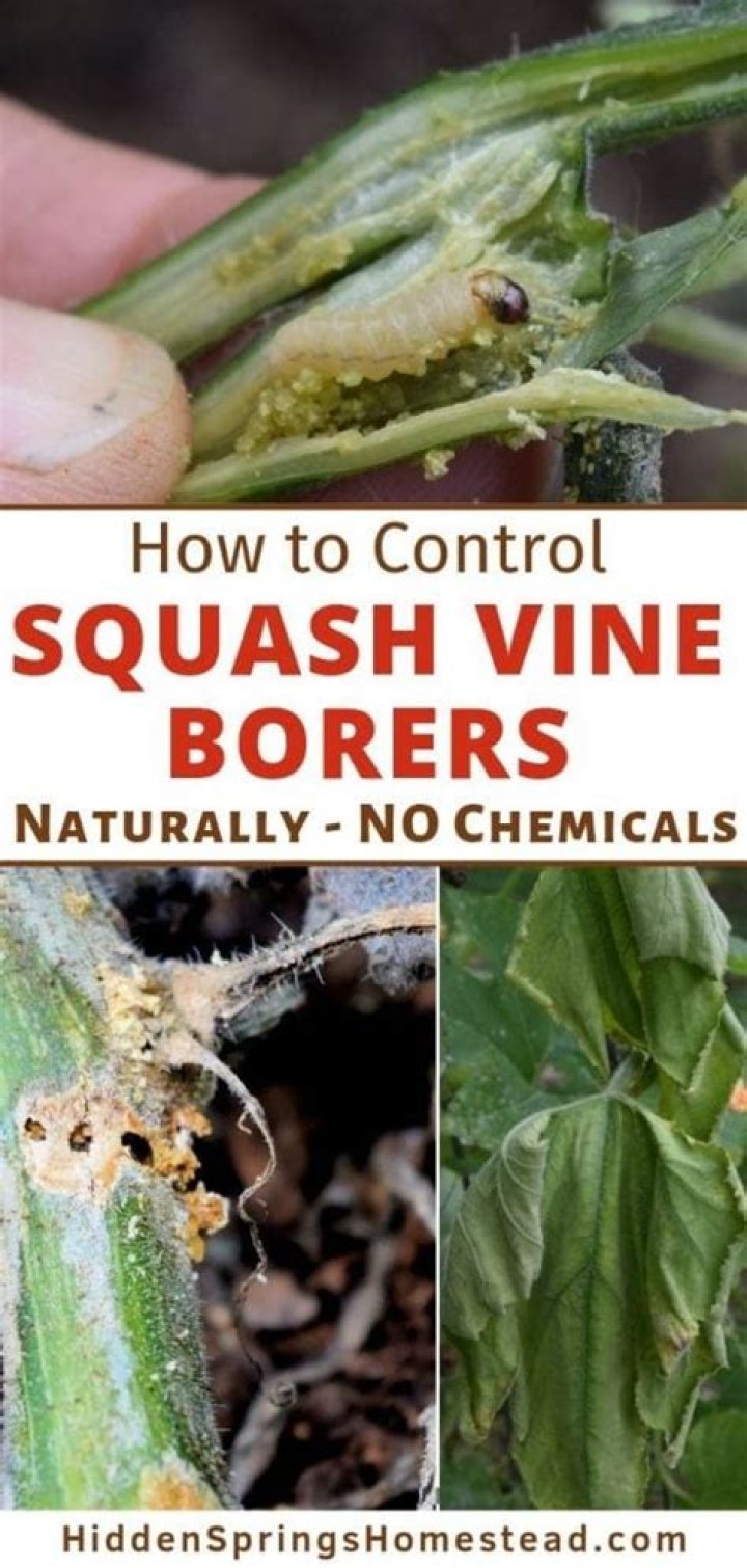 How do you kill squash borers