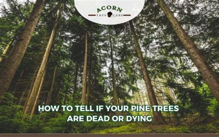 How do you know if your pine tree is dying