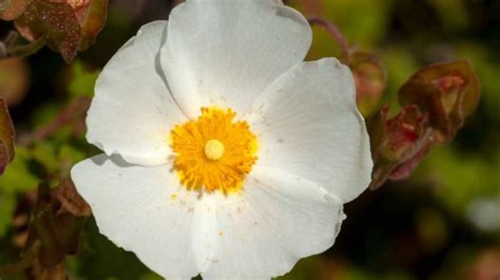 How do you maintain Cistus