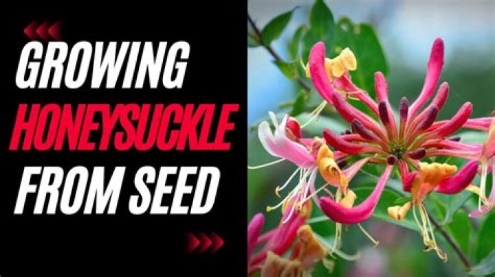 How do you make honeysuckle extract