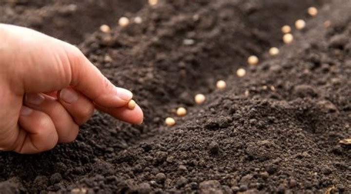 How do you measure seed depth
