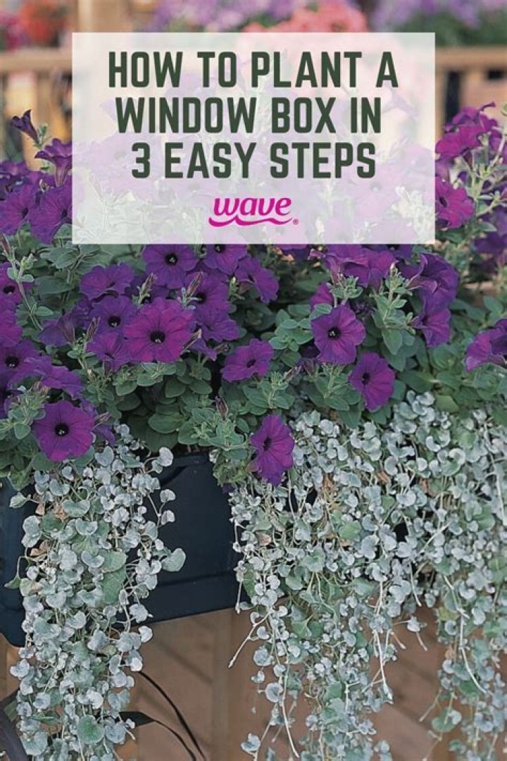 How do you plant a window box in full sun