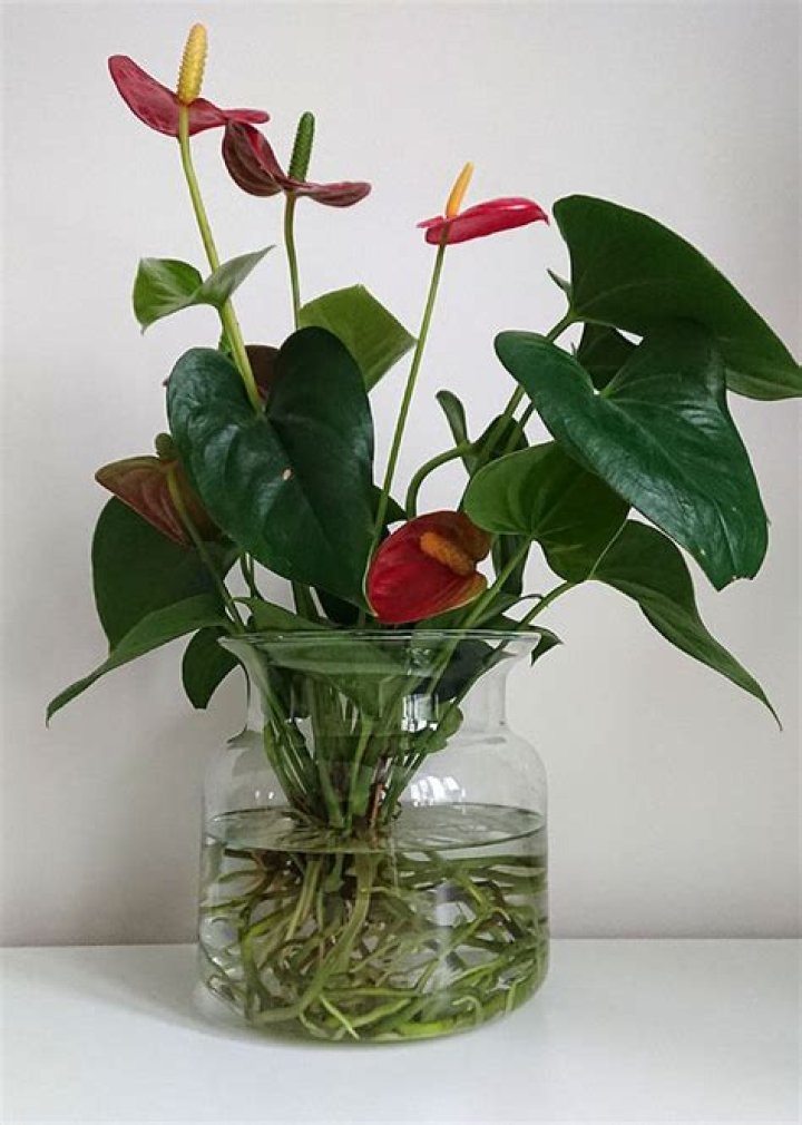 How do you plant anthurium in water