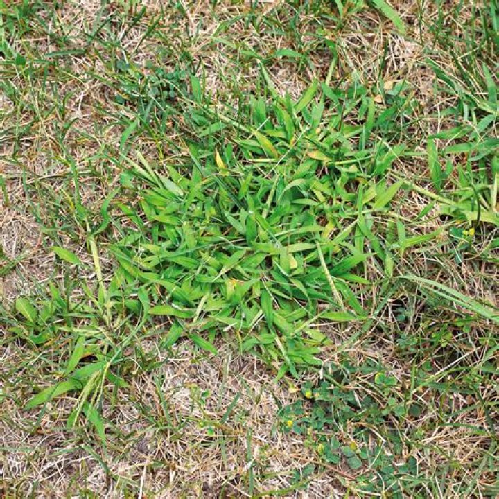 How do you plant crabgrass