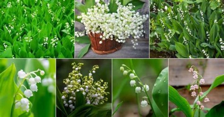 How do you plant lily of the valley outside