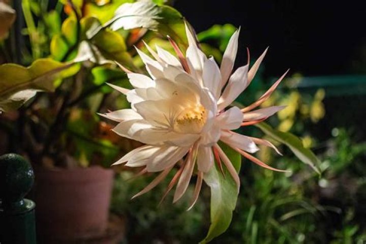 How do you plant Queen of the Night flower