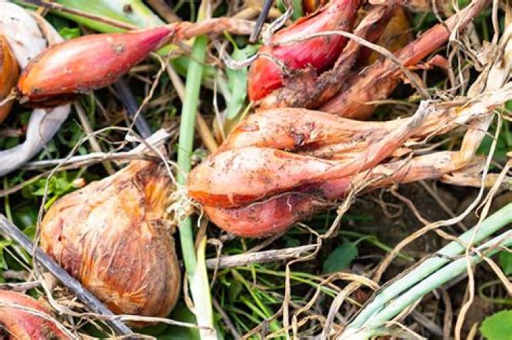 How do you plant shallot bulbs