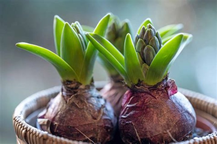 How do you preserve flower bulbs