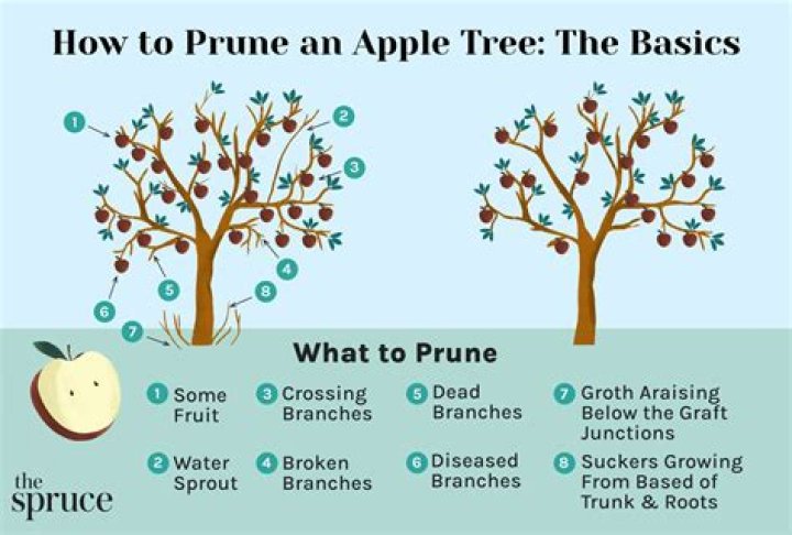 How do you prune a tree that has been topped