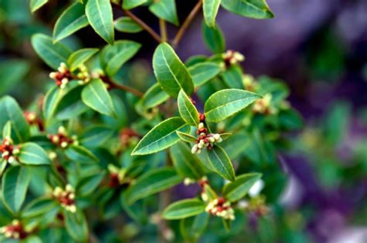 How do you prune osmanthus Burkwoodii
