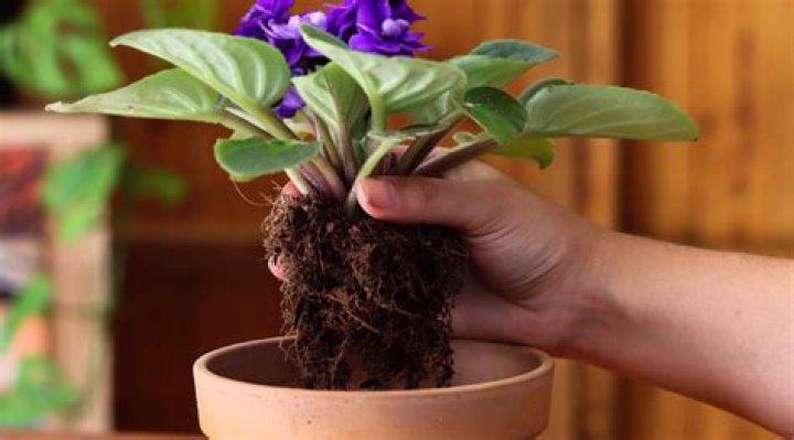 How do you replant poppies