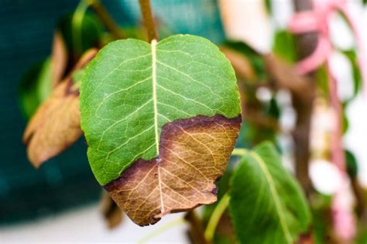 How do you revive a pumpkin plant