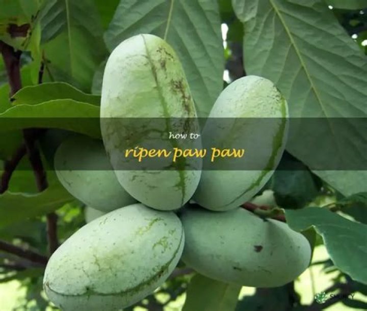 How do you ripen a Paw Paw
