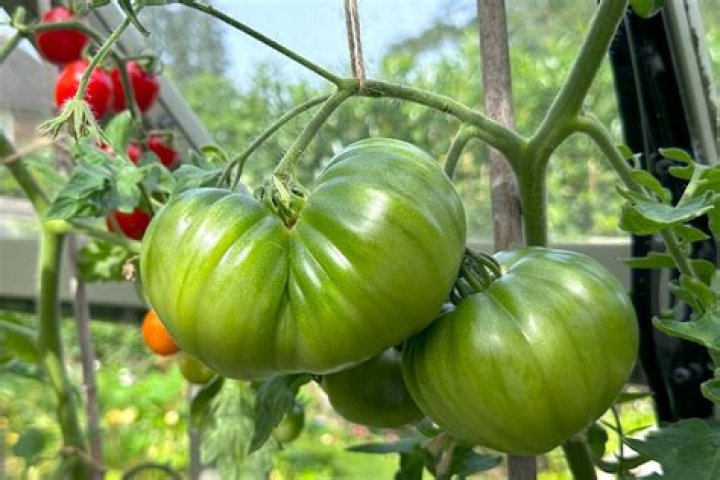 How do you ripen tomatoes UK